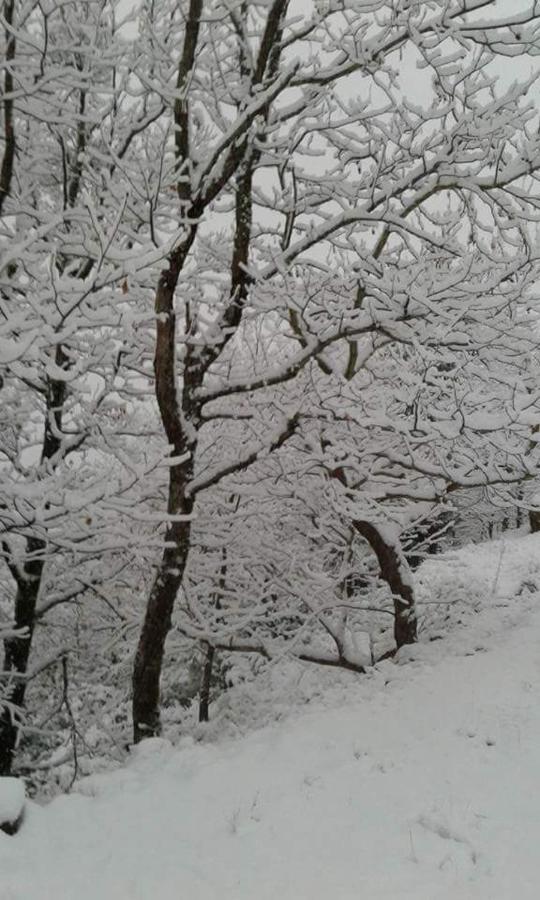 Kedros Chalet Agios Dimitrios  Dış mekan fotoğraf